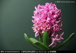 李清照的唯美伤感励志诗句