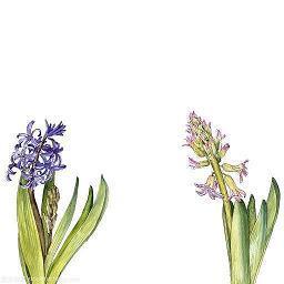 阶柳庭花