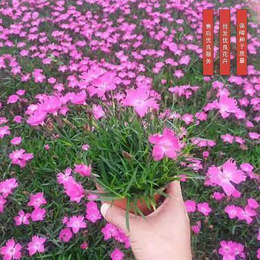 小学毕业班主任寄语简短有力汇编73句