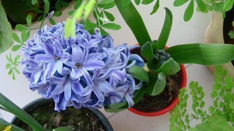 鬅茸
