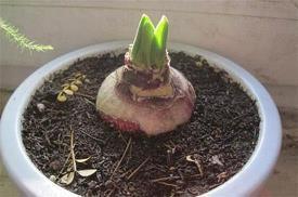 鹬蚌