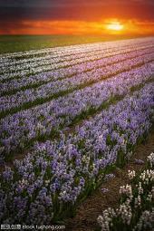 描写荷花灯的优美句子(2)