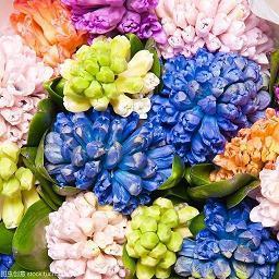 鲜花怎样保鲜时间更长一点呢 修建鲜花的根部就可以