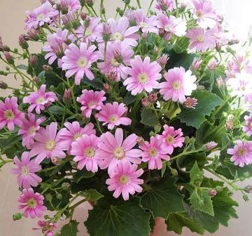 五四青年节鼓励年轻人的祝福词