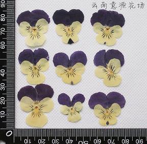英语描写人物兴趣爱好的句子34条