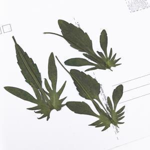 孙悟空大闹天宫的优美句子
