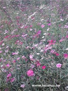 小学生英语座右铭简短