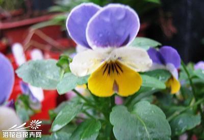 介绍茶艺的主持词