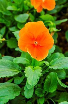 公司开业花篮贺词