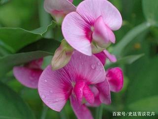 飙疾