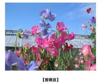 腩