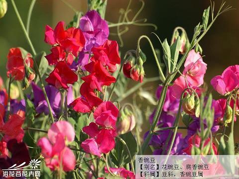 另开生面