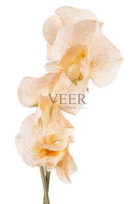 给老婆的三八妇女节鲜花祝福语