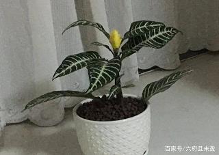明星胡歌个人资料简介