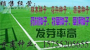 面对困难，不逃避，不退缩——邓亚萍励志故事