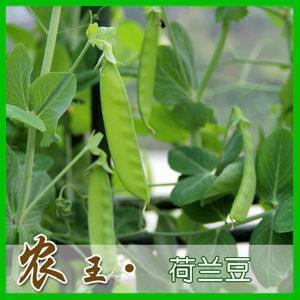 惧