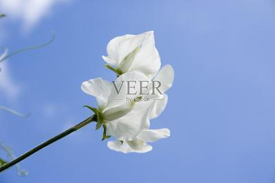 平安夜给同学的快乐短信 愿同学平安夜快乐愉悦