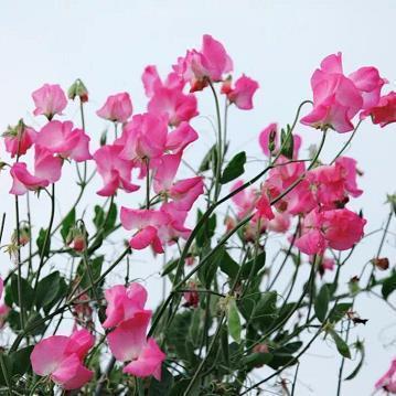玉泉