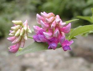 陪伴父母的句子精选60句