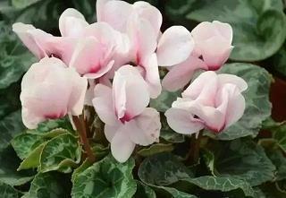 2021年端午节祝福语简洁大气