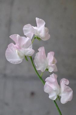 最新的关于热爱生命的名言警句大全