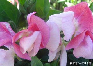 祝新生儿宝宝的话(精选78条)