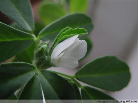 感恩妈妈十月怀胎的句子简短26条