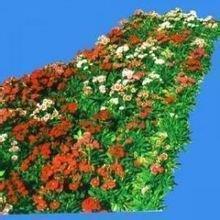 送往