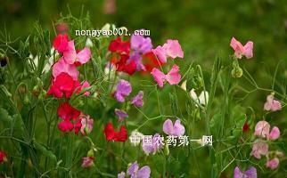 快手说说句子
