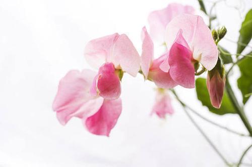 描写贝多芬的句子_并点评20条