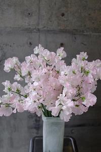 鯭