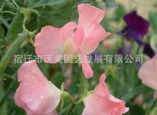 感恩母亲的话20字