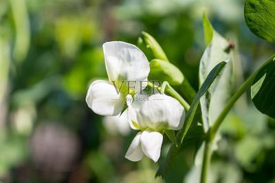 刘向名言名句