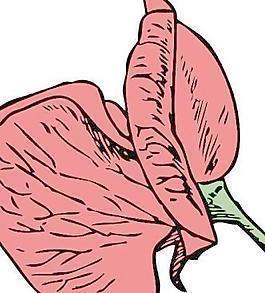 麟褭