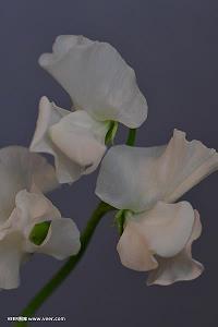 不后悔爱一个人的说说句子