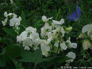 适合发快手的句子伤感