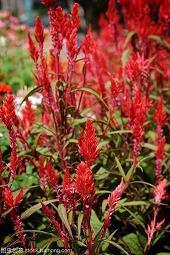 描写小猫的唯美句子