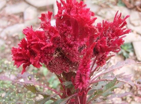 关于思念家乡的诗句_唯美诗句