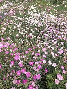 2021今日立夏朋友圈文案句子汇编56句