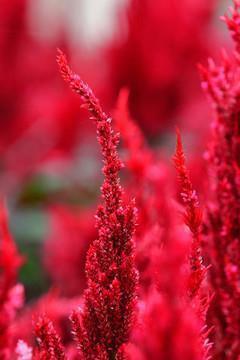 李嘉诚的经典名言 努力不一定成功，放弃肯定失败。