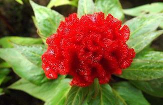 清明节短信祝福句子