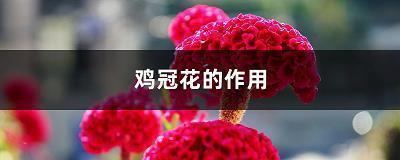关于惭愧的句子40句