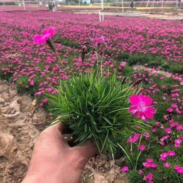 如果 可以恨你 我一定毫不犹豫 用尽全力痛恨你_我配不上你伤感句子