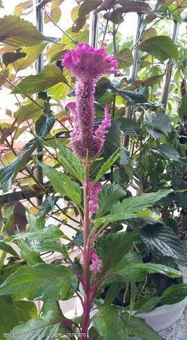 花团锦簇造句好句子40条