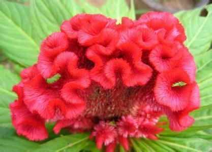 芰