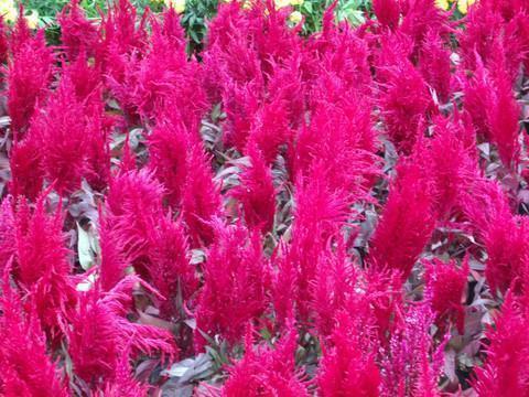 小学教师节祝福语简短一句话