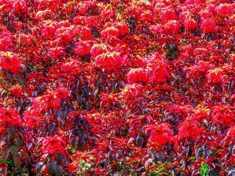 《上下五千年》好词好句大全
