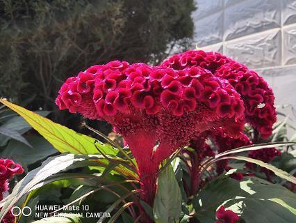 七夕情人节描写爱情的古诗