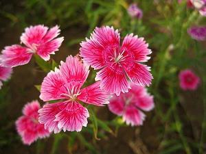 蕕