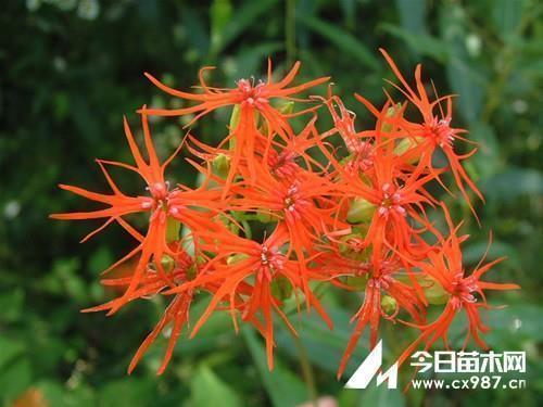 深情表白短信大全